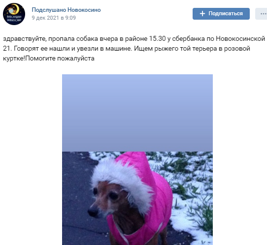 Рыжий той в розовой куртке вернулся домой стараниями жителей Новокосина